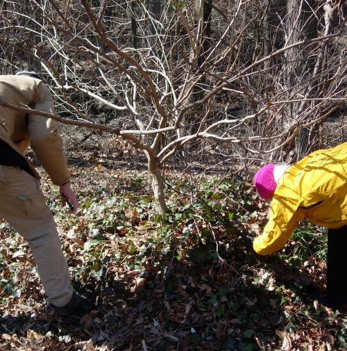 Sweep the Creek and Remove Vines